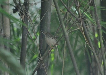 Common Tailorbird カンボジア Fri, 5/15/2015