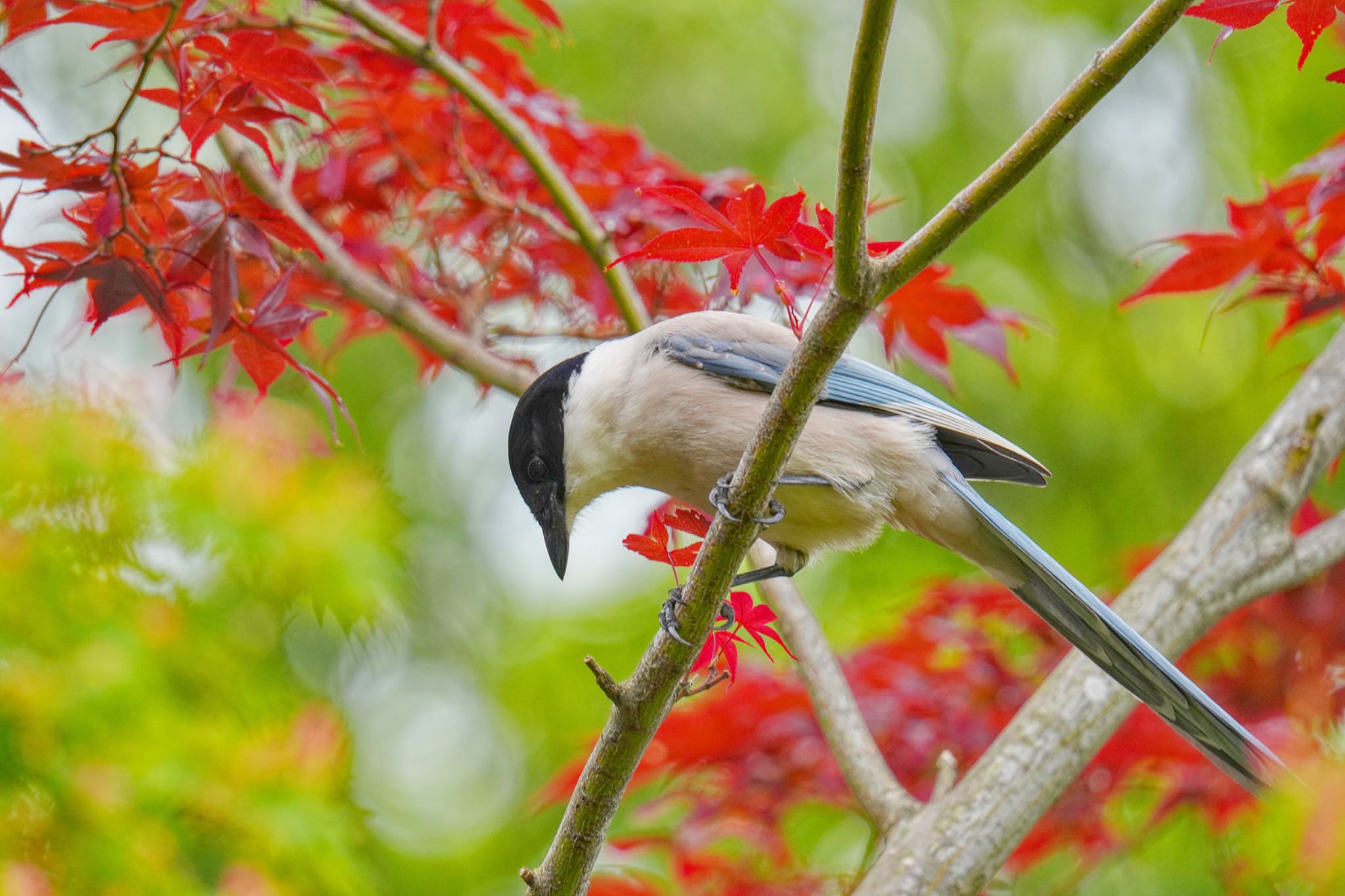 水元公園 オナガの写真 by アポちん