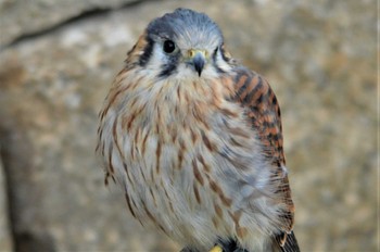 American Kestrel 大阪市内 Wed, 1/4/2023