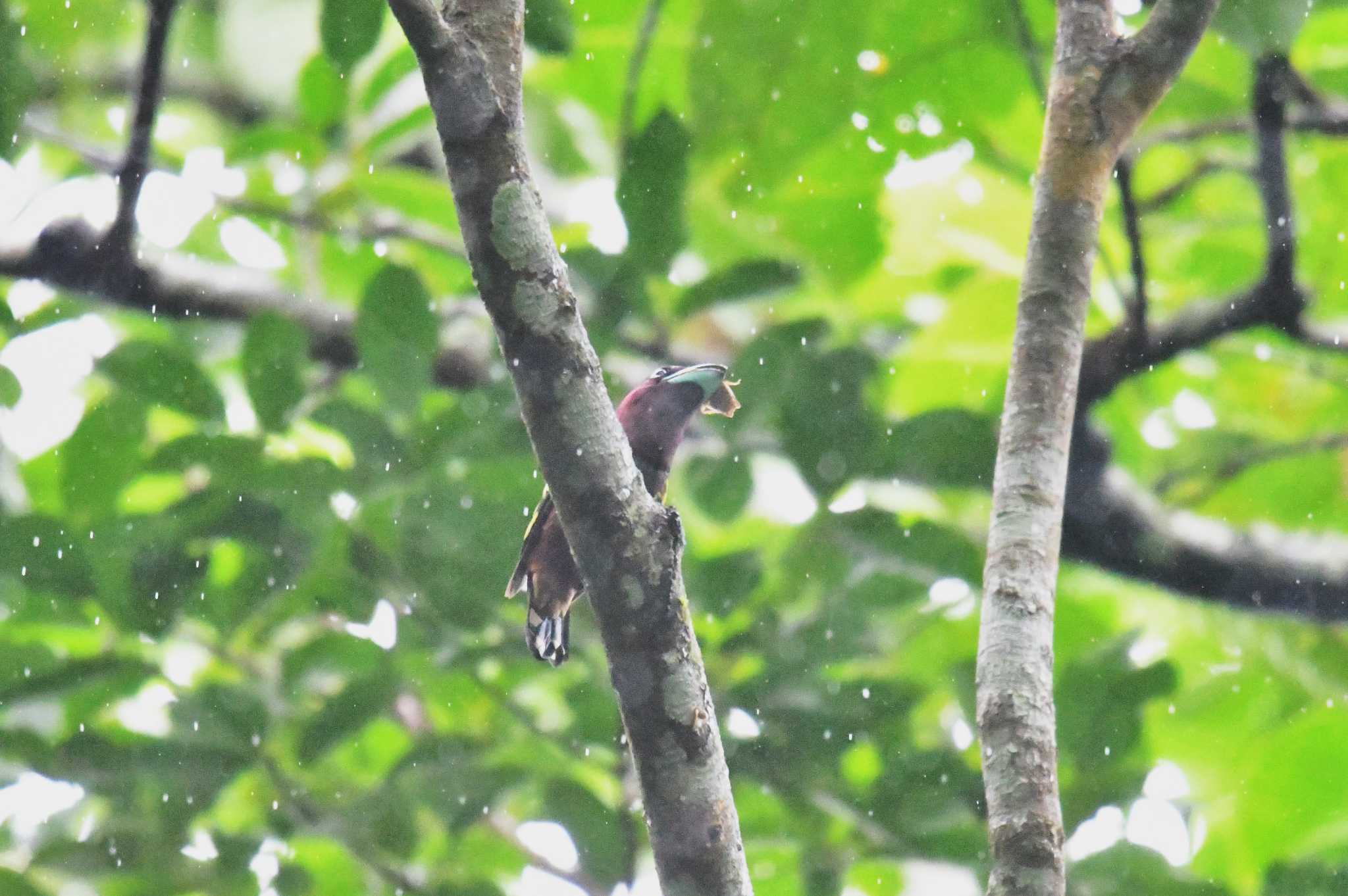 Photo of Banded Broadbill at Kaeng Krachan National Park by あひる