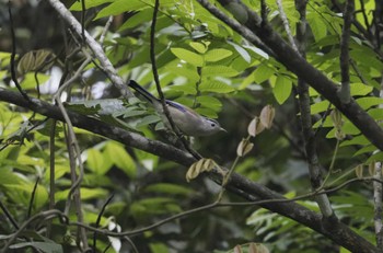 ルリハコバシチメドリ Phia Oac National Park 2023年5月3日(水)