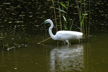 Medium Egret Teganooka Park Wed, 4/12/2023