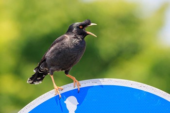 ハッカチョウ 瀬戸川 2023年5月10日(水)