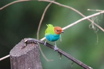 チャバネフウキンチョウ Mindo(Ecuador) 2023年5月19日(金)