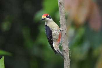 Yellow-tufted Woodpecker Mindo(Ecuador) Sat, 5/20/2023
