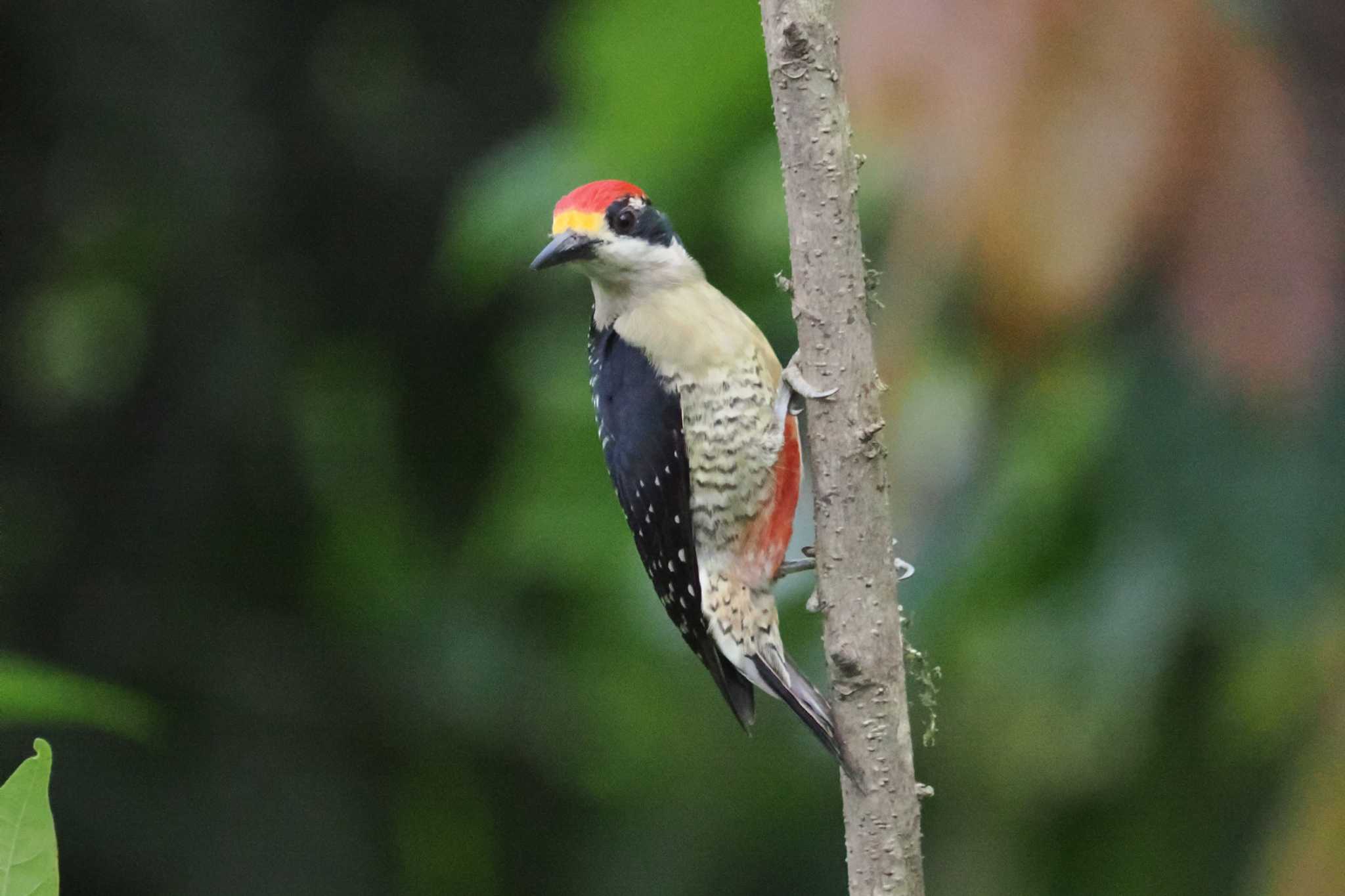 Mindo(Ecuador) マミジロミヤビゲラの写真 by 藤原奏冥