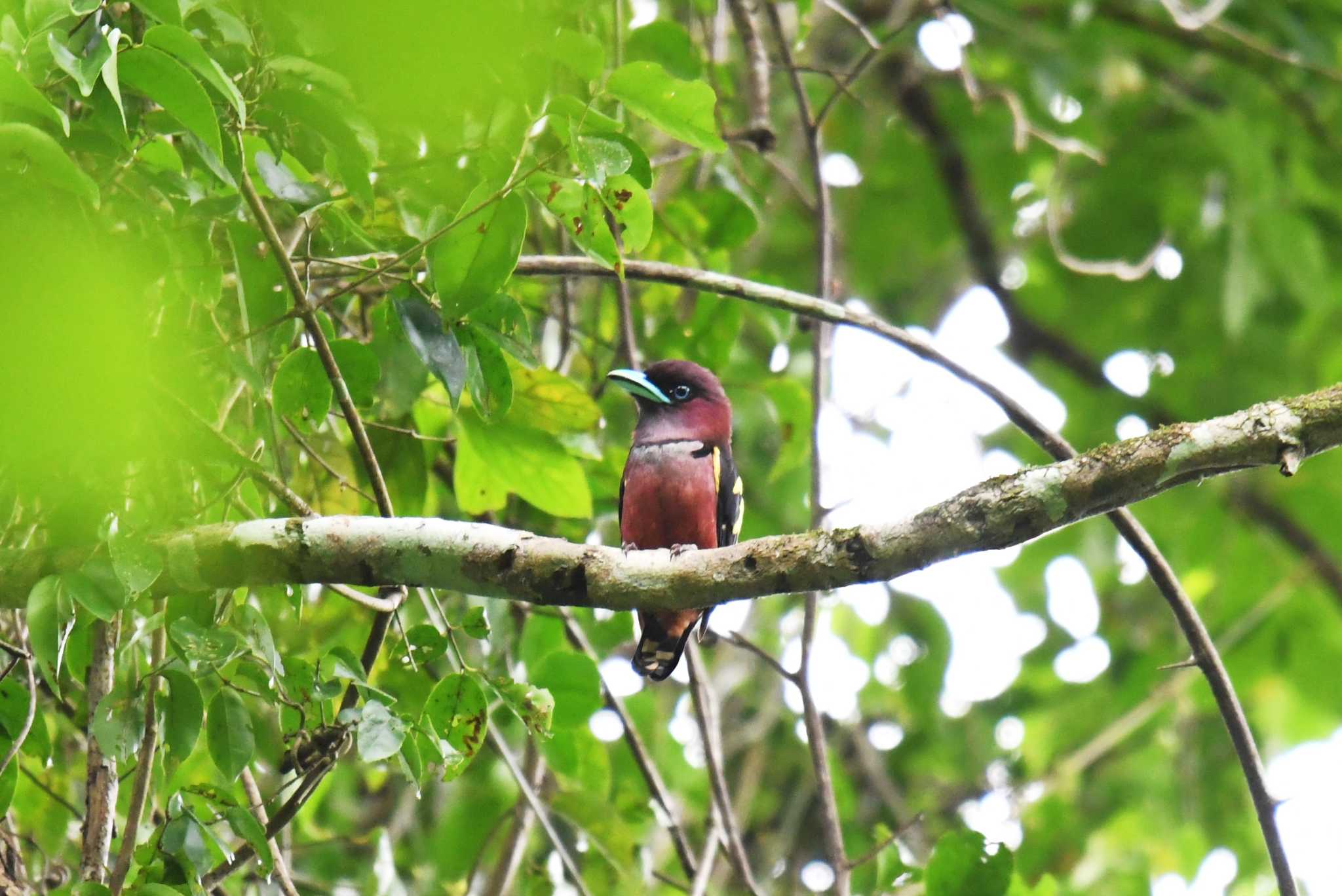 Banded Broadbill