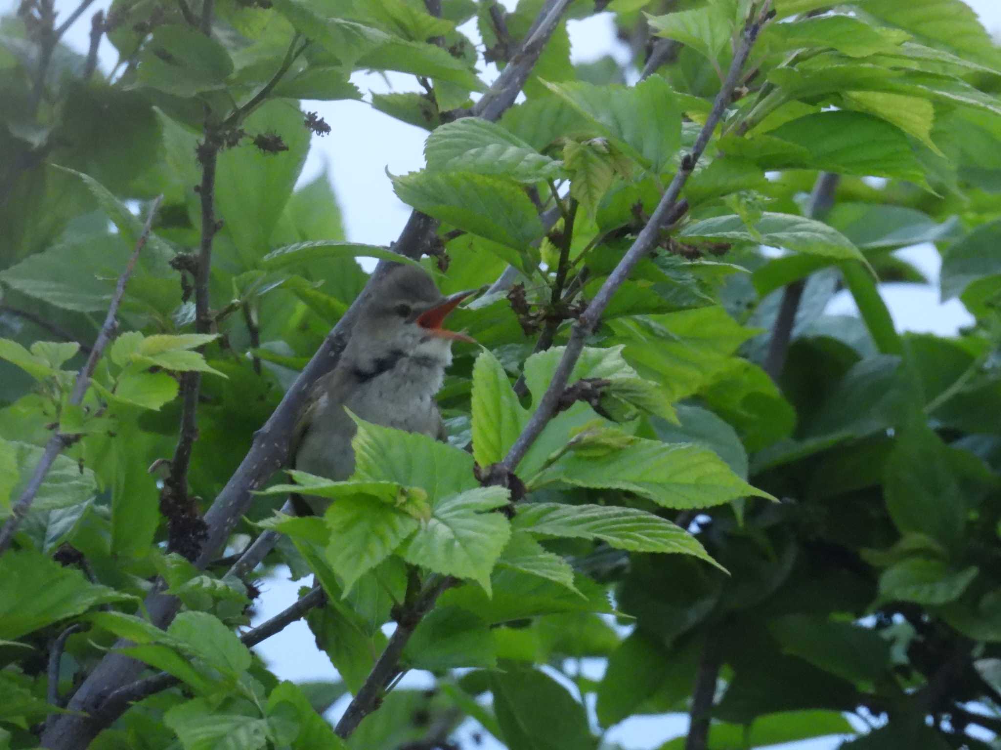 Oriental Reed Warbler