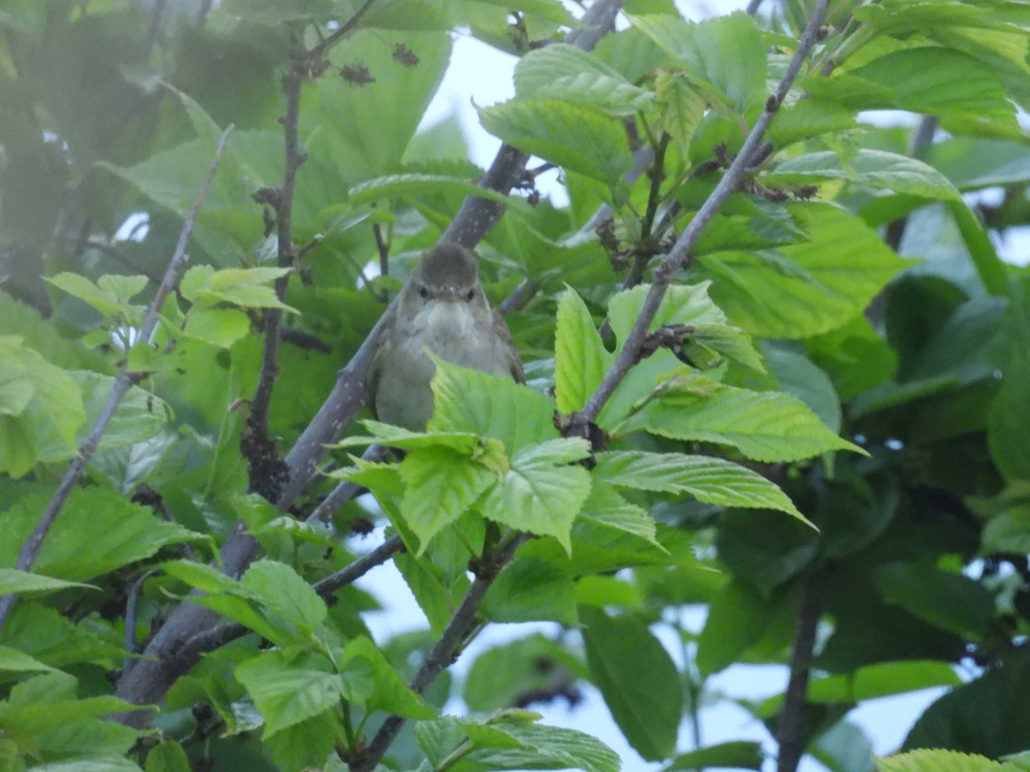 Oriental Reed Warbler