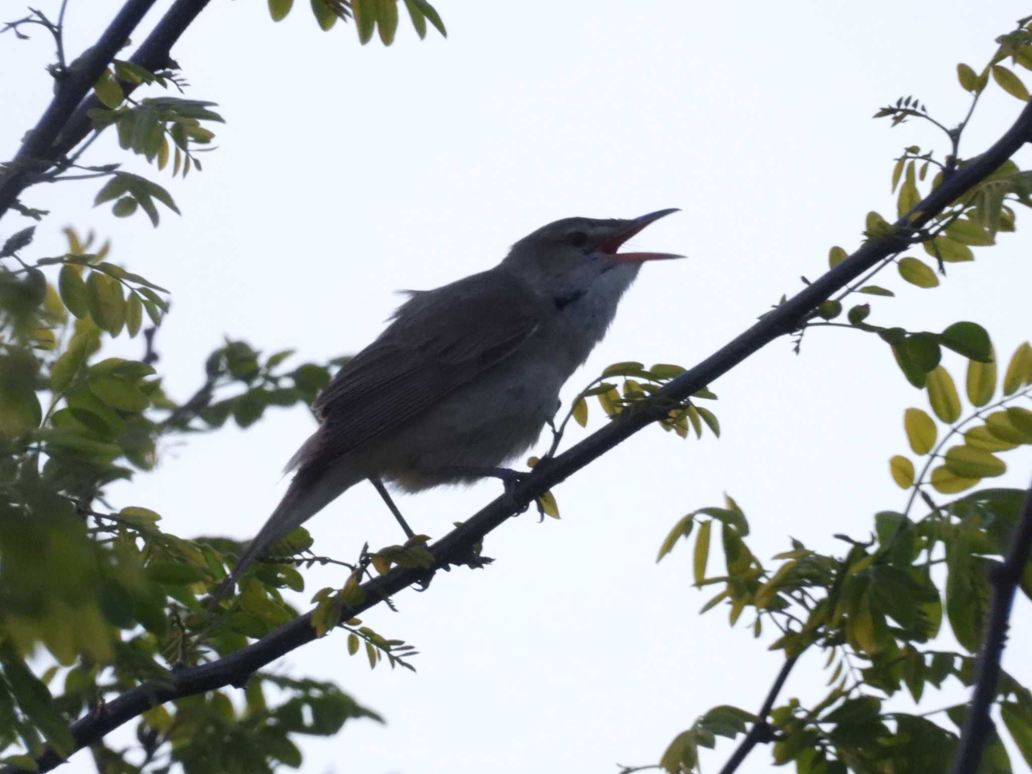 Oriental Reed Warbler