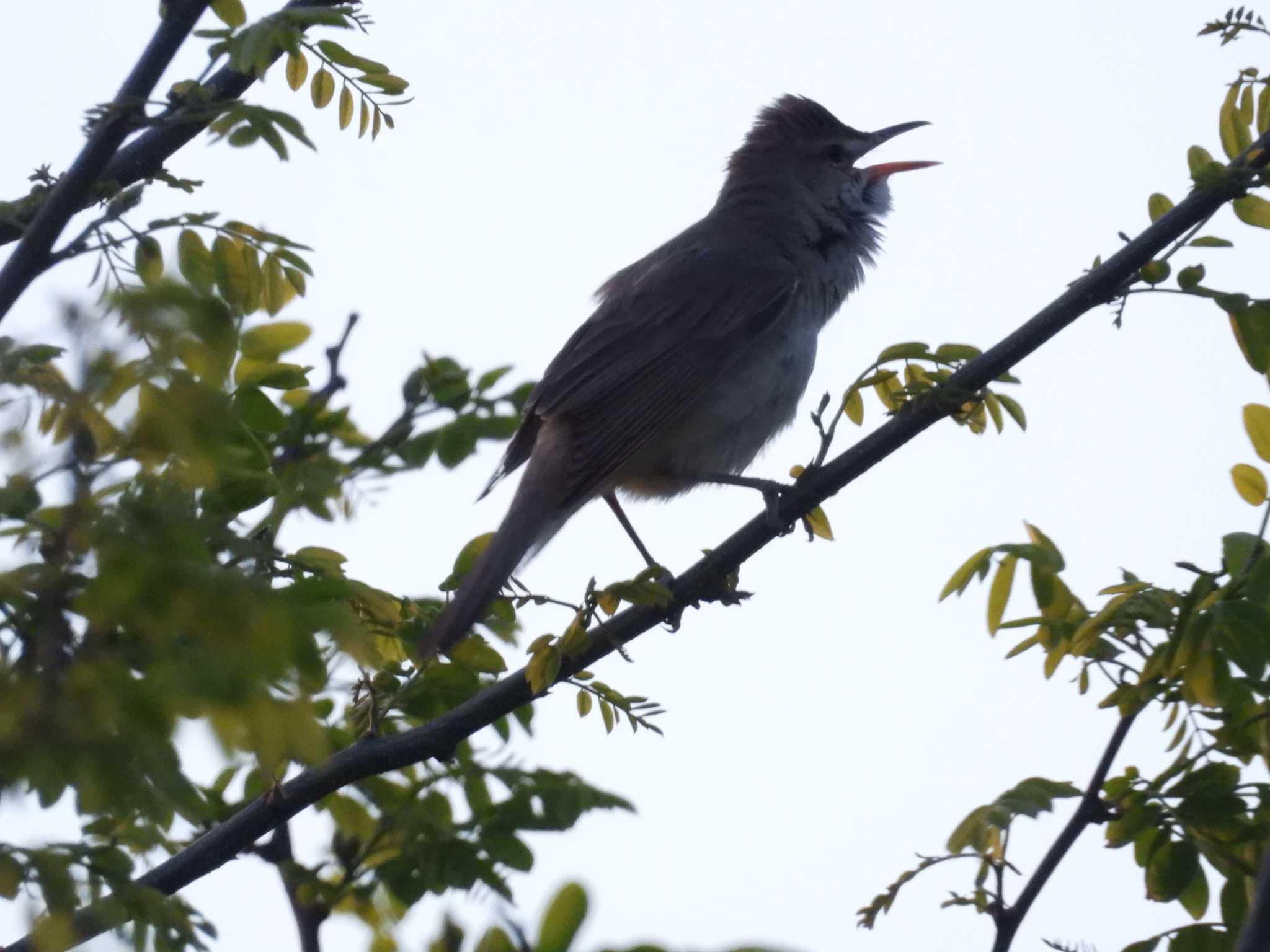 Oriental Reed Warbler