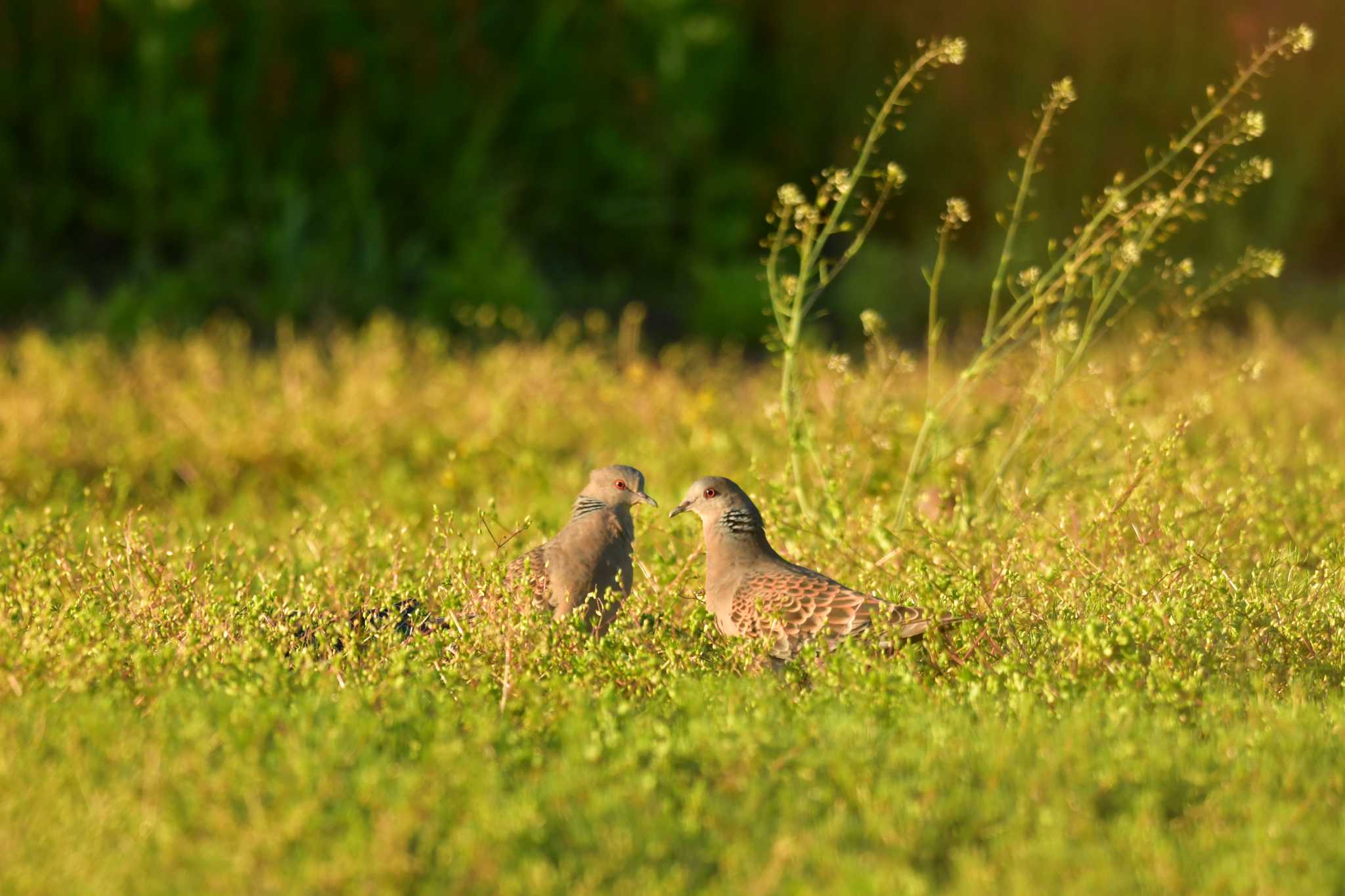 Oriental Turtle Dove