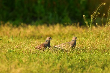 Oriental Turtle Dove 北海道　函館市　函館空港 Tue, 5/30/2023