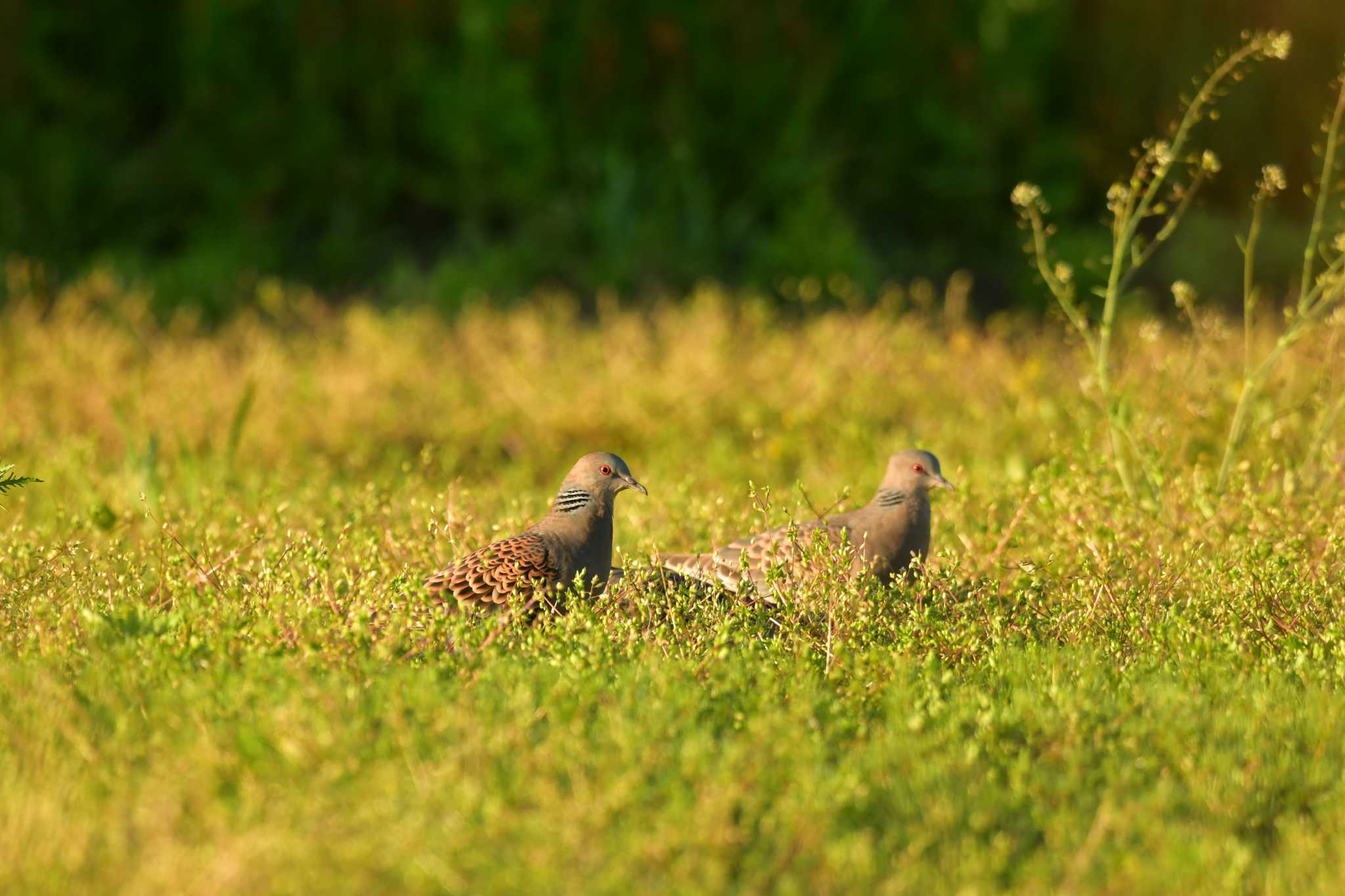 Oriental Turtle Dove