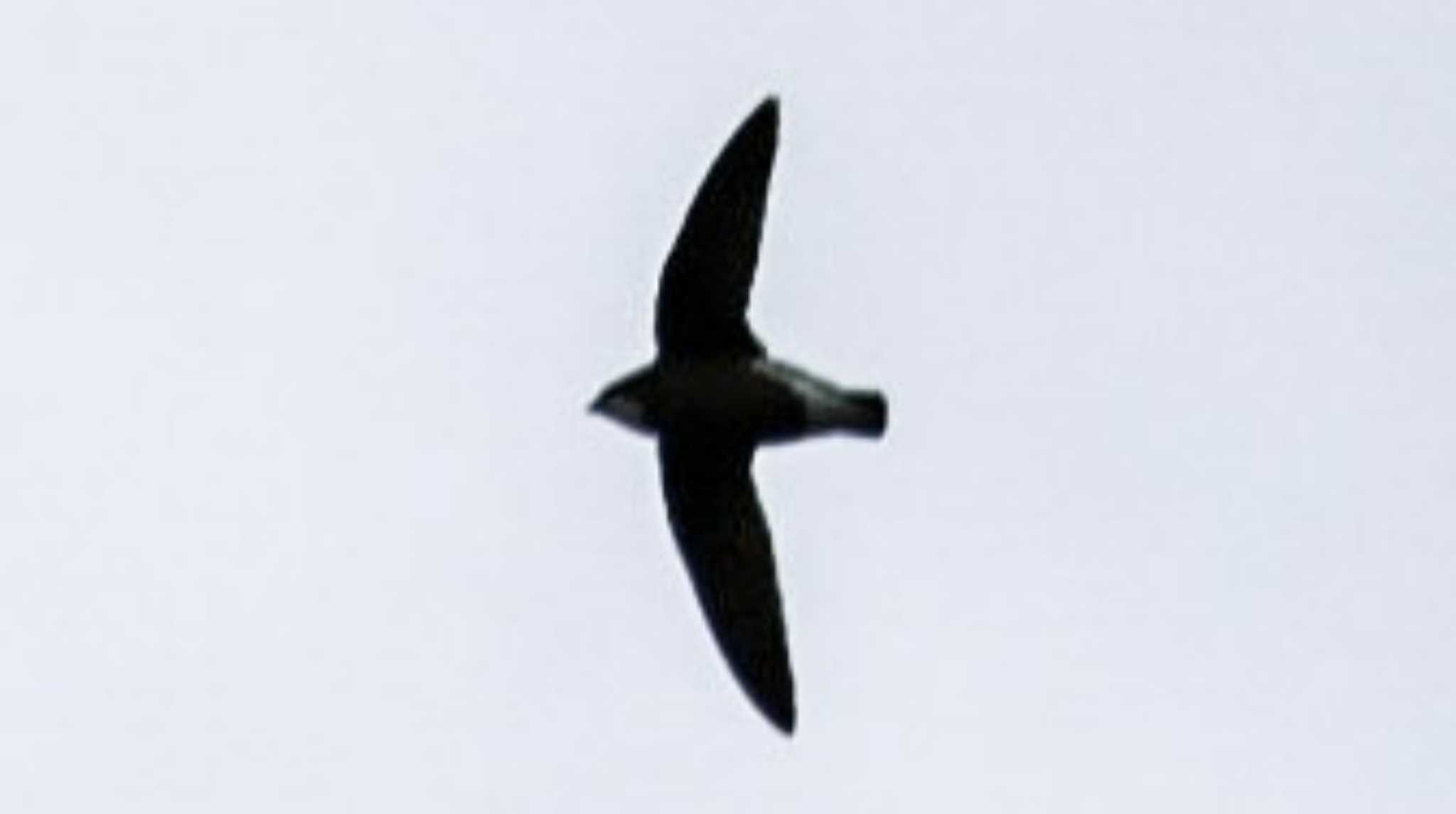 White-throated Needletail