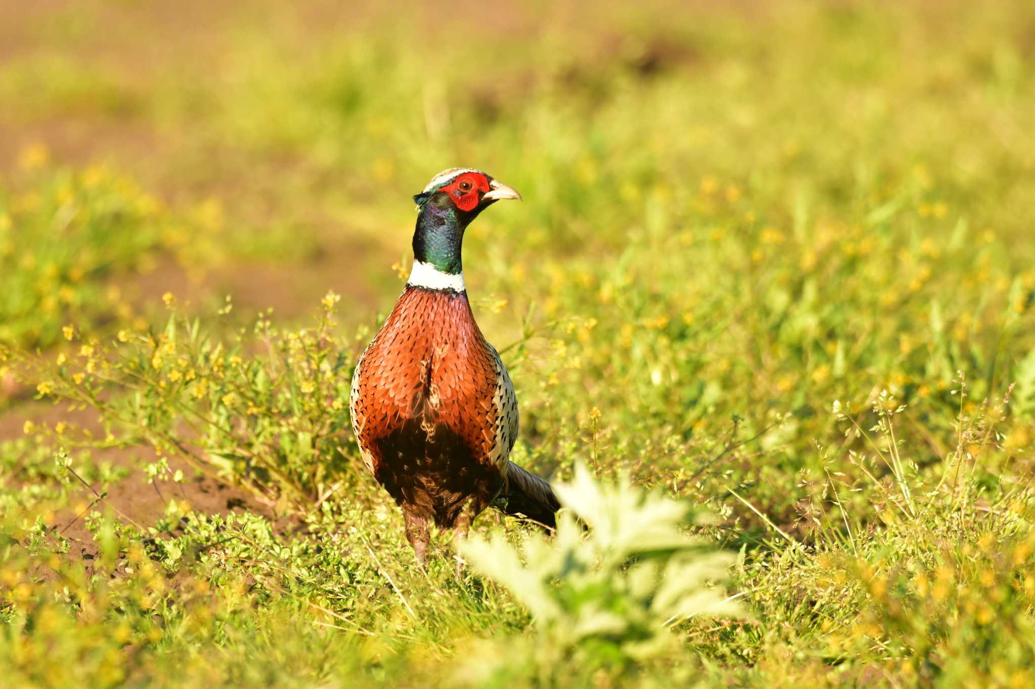 Common Pheasant