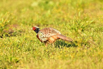 Common Pheasant 北海道　函館市　函館空港 Tue, 5/30/2023