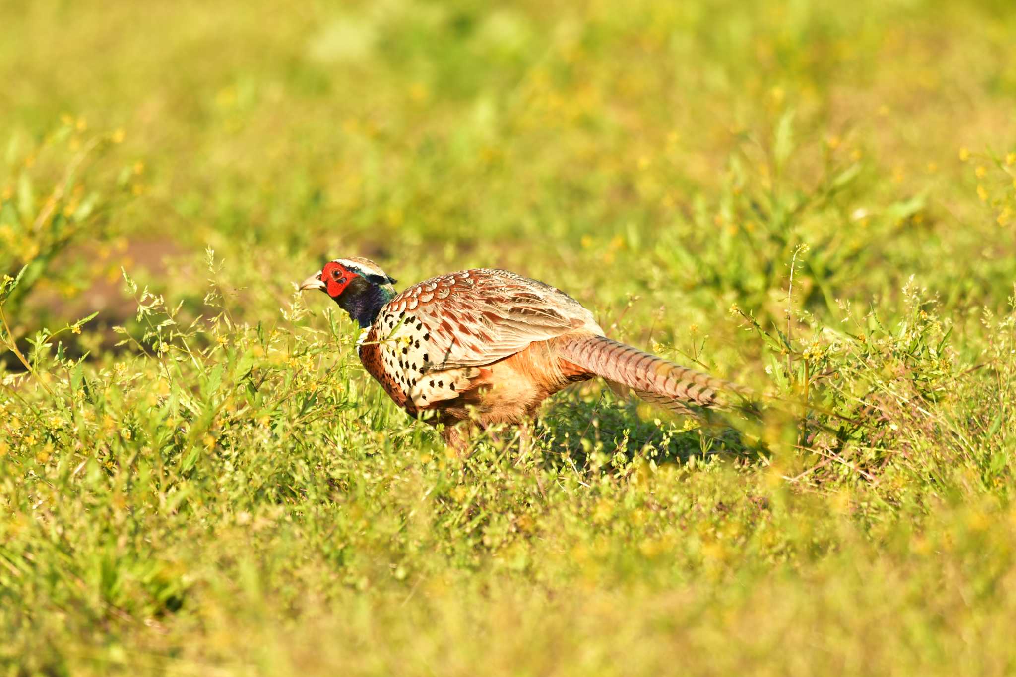 Common Pheasant