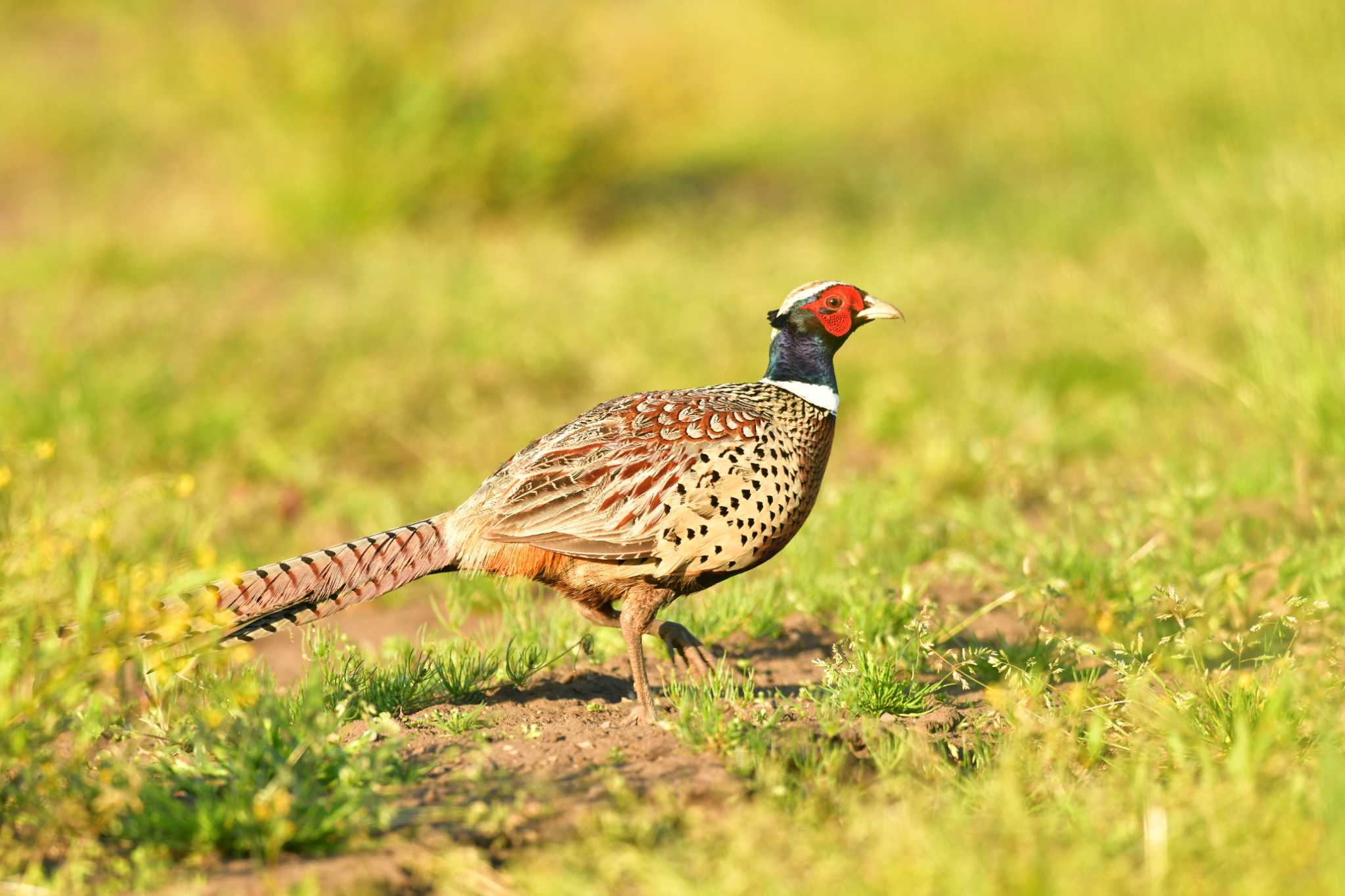 Common Pheasant