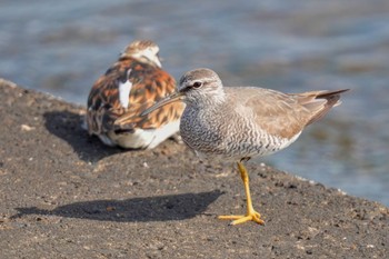 Wandering Tattler 日の出三番瀬沿い緑道 Sat, 5/27/2023