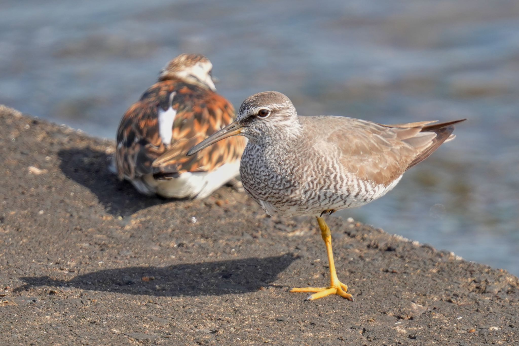 Photo of Wandering Tattler at 日の出三番瀬沿い緑道 by アポちん