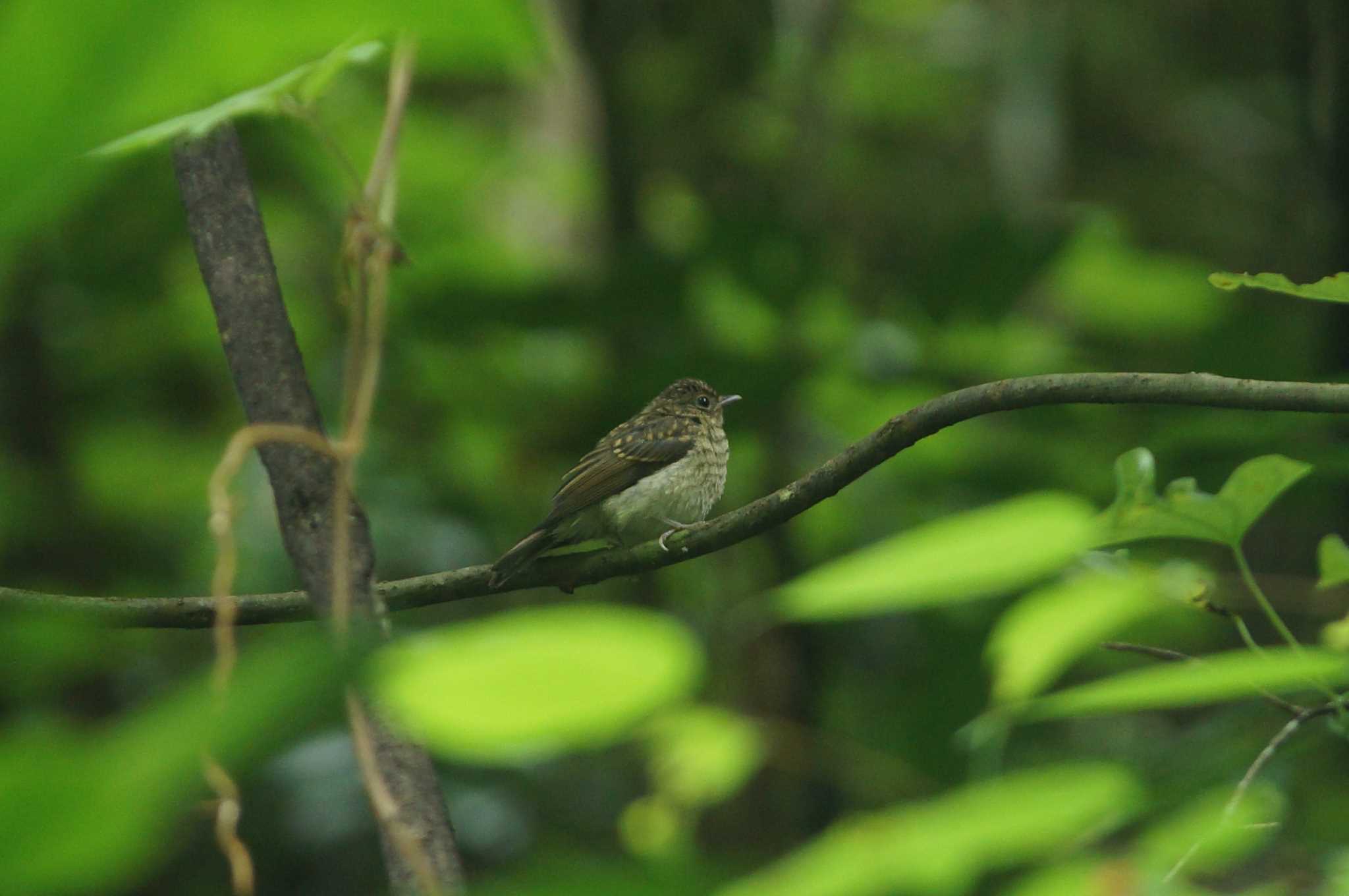 Photo of Narcissus Flycatcher at 陣馬山 by bea