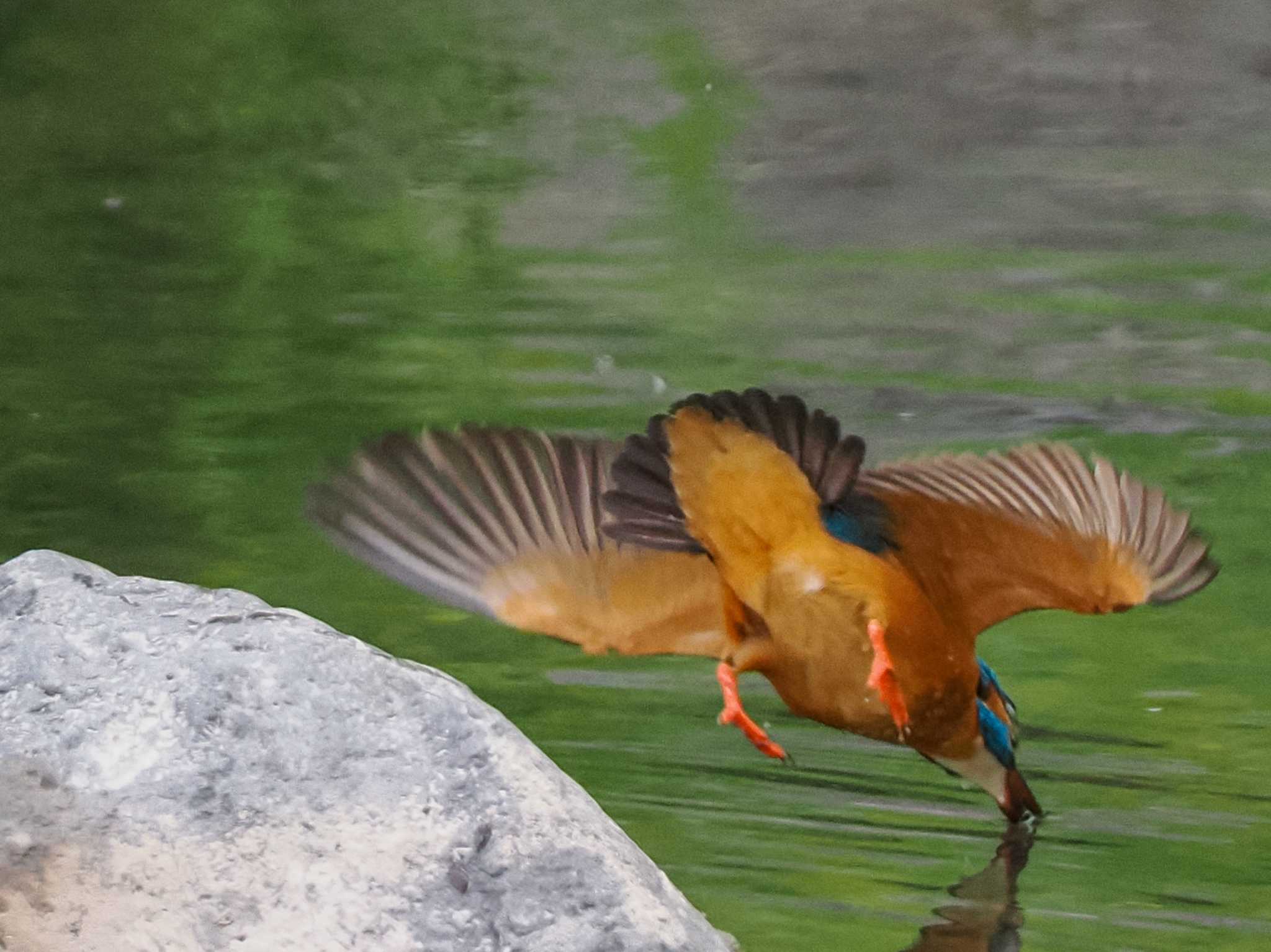 カワセミ