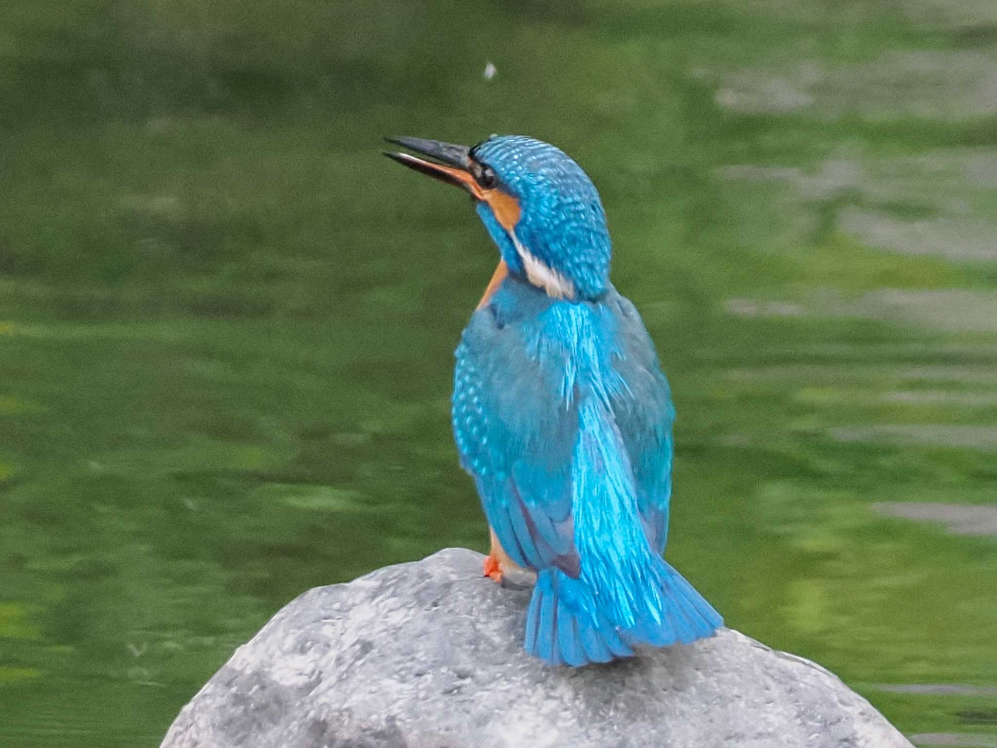 Common Kingfisher