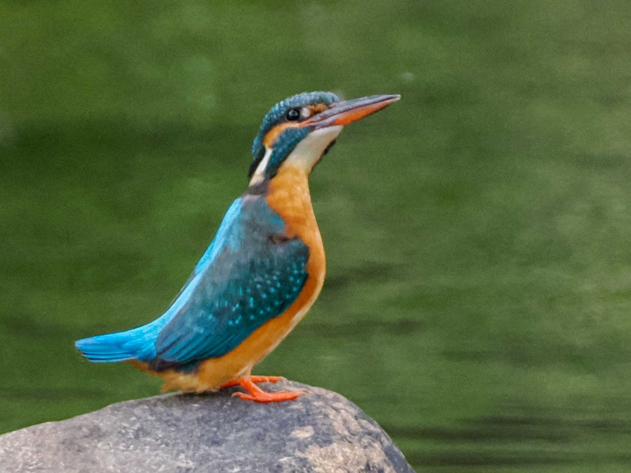 Common Kingfisher