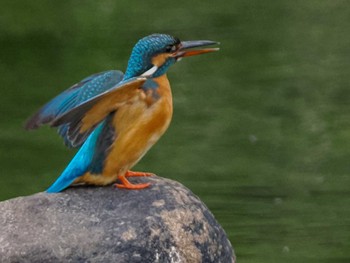 Wed, 5/31/2023 Birding report at 福井緑地(札幌市西区)