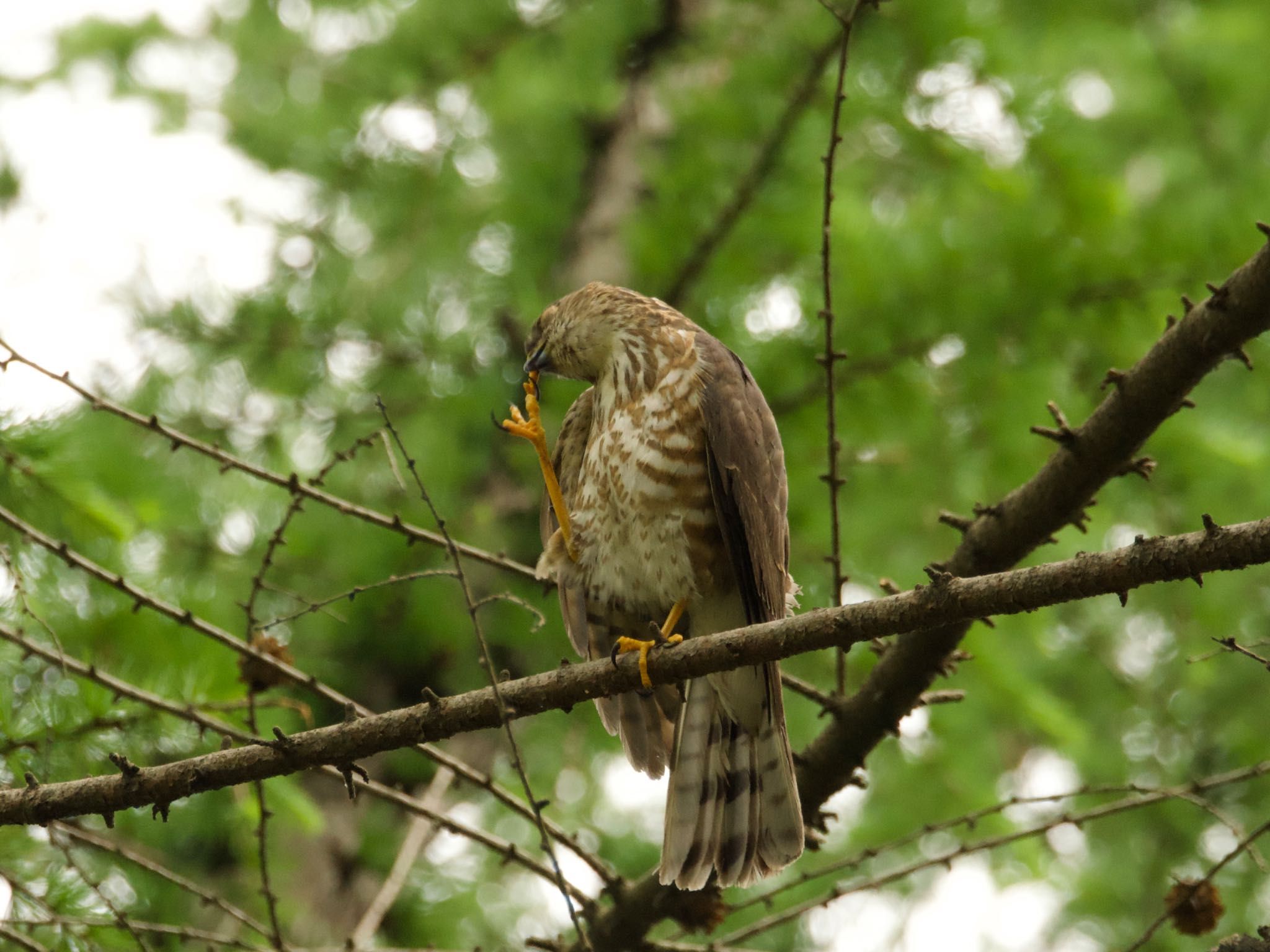 Photo of Japanese Sparrowhawk at 赤塚公園 by スキーヤー