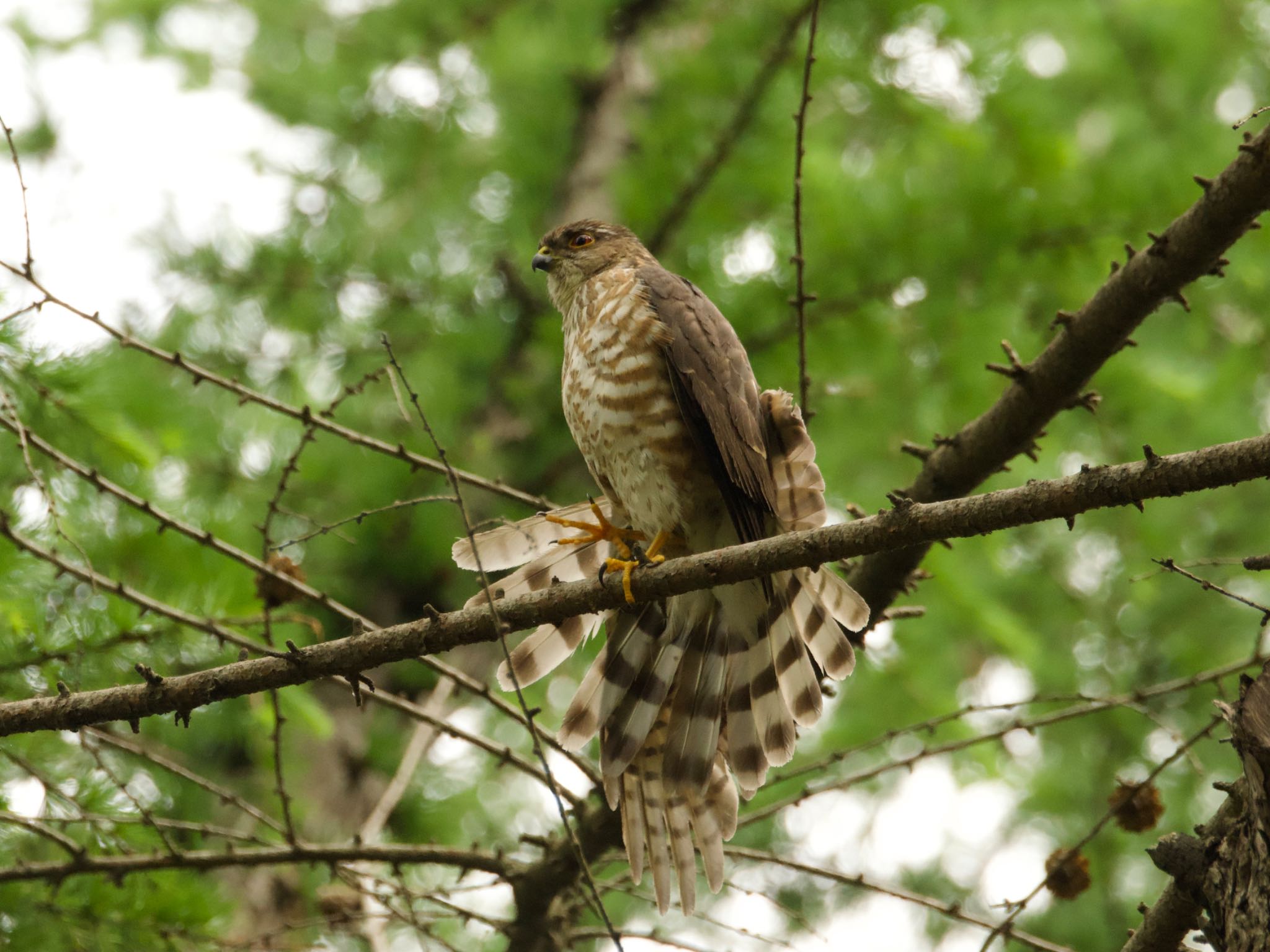 Photo of Japanese Sparrowhawk at 赤塚公園 by スキーヤー