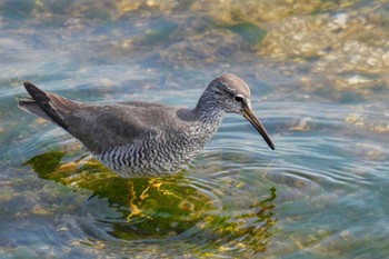 Wandering Tattler 日の出三番瀬沿い緑道 Sat, 5/27/2023