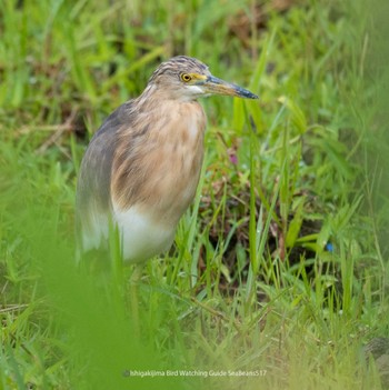 Javan Pond Heron Ishigaki Island Wed, 5/17/2023