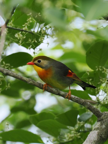 ソウシチョウ 筑波山 2023年5月31日(水)