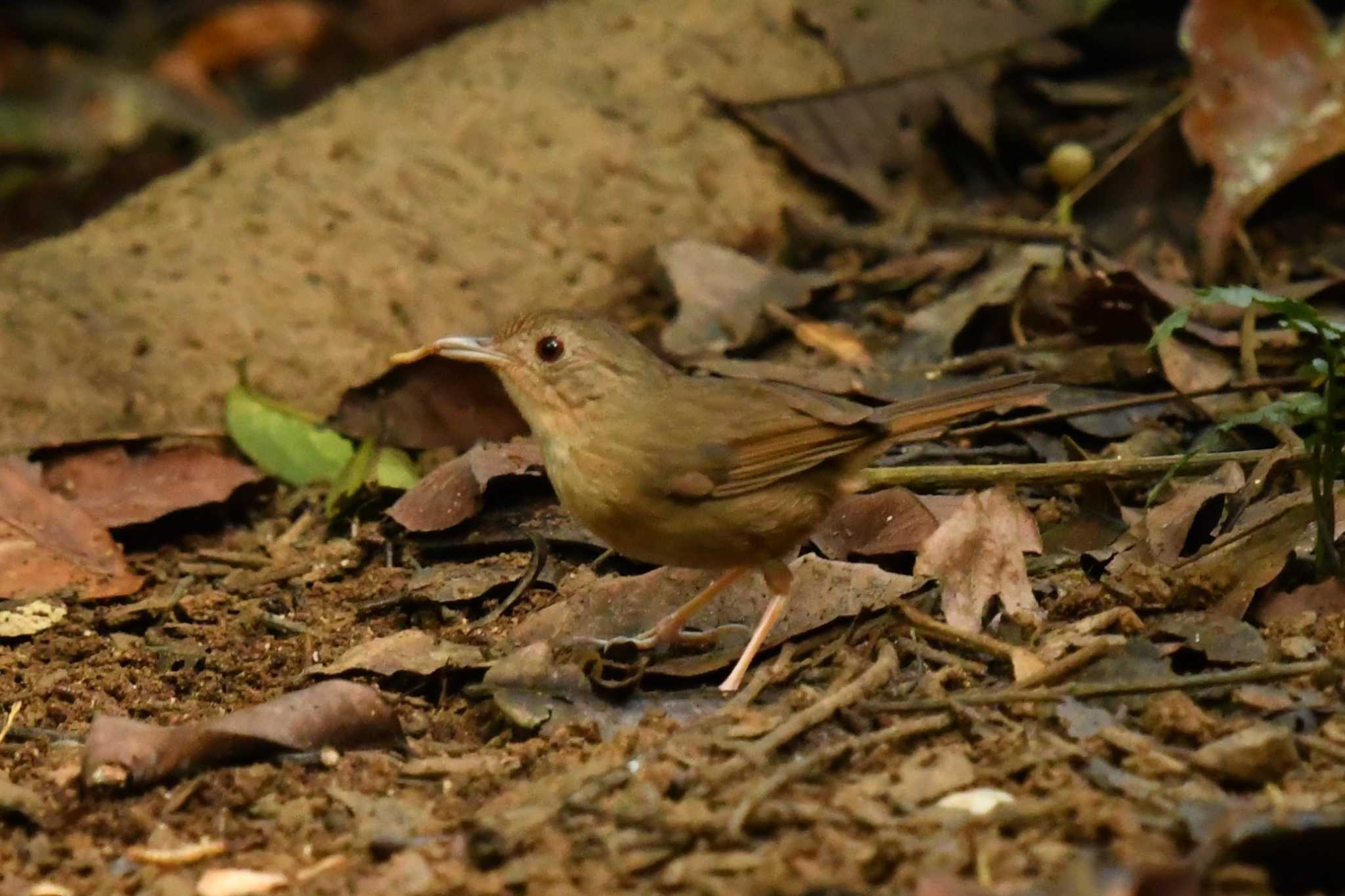 Buff-breasted Babbler