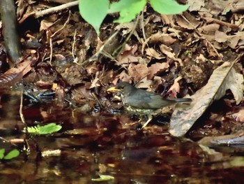 クロツグミ 伊香保森林公園 2023年5月28日(日)