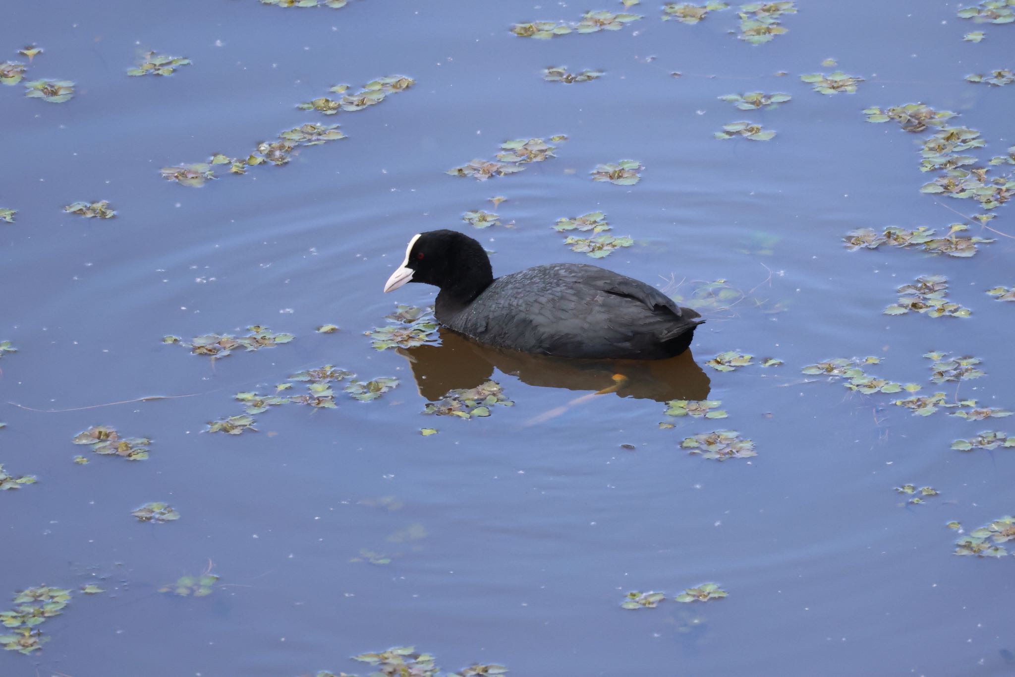 Photo of Eurasian Coot at 札幌モエレ沼公園 by will 73