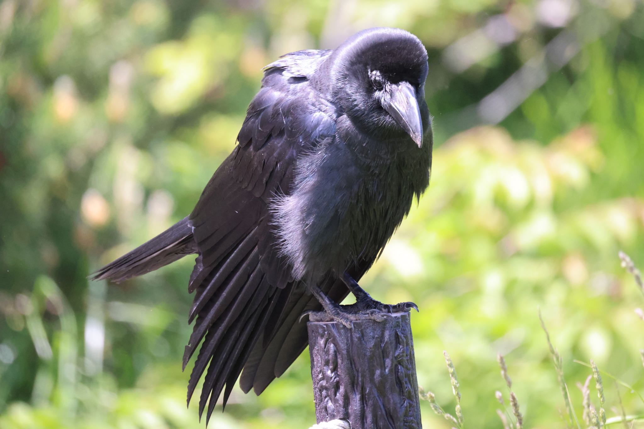 Large-billed Crow