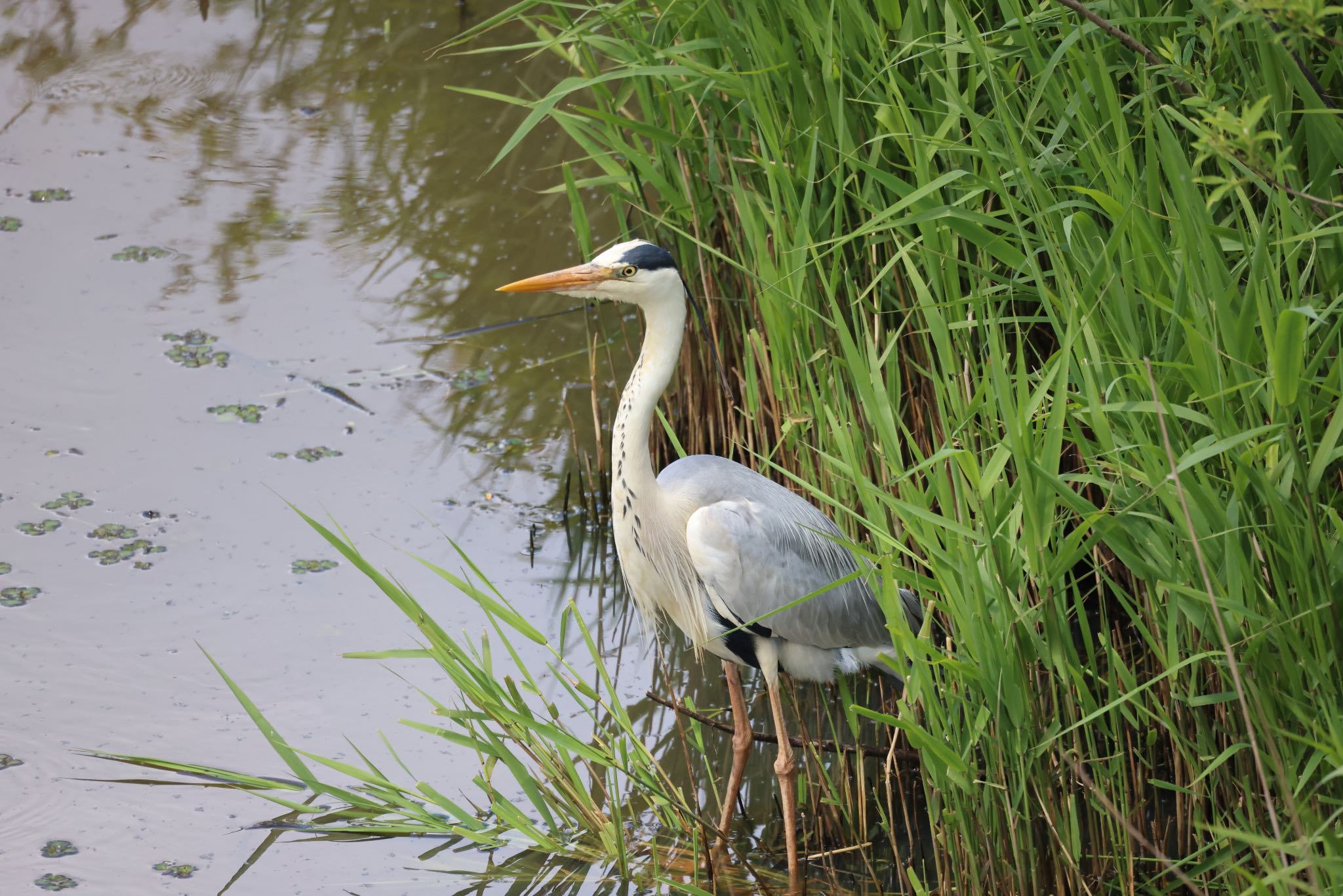 Photo of Grey Heron at 札幌モエレ沼公園 by will 73