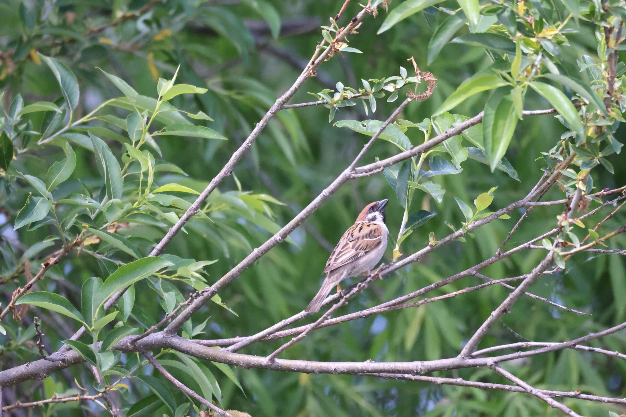 Photo of Eurasian Tree Sparrow at 札幌モエレ沼公園 by will 73