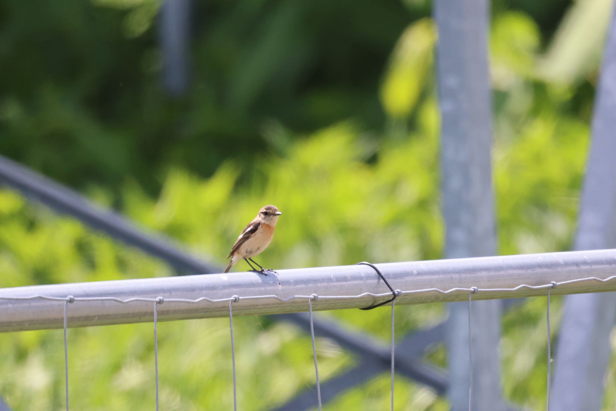 Photo of Amur Stonechat at 札幌モエレ沼公園 by will 73