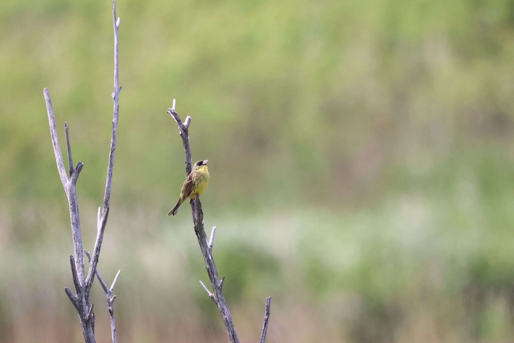 Photo of Masked Bunting at 札幌モエレ沼公園 by will 73