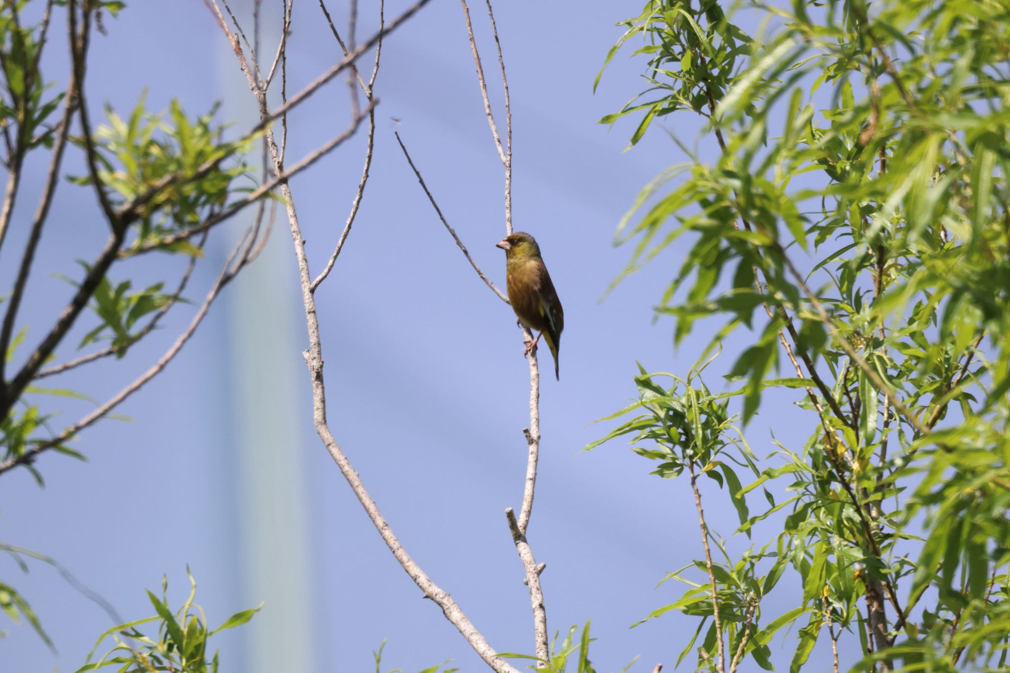 Photo of Grey-capped Greenfinch at 札幌モエレ沼公園 by will 73