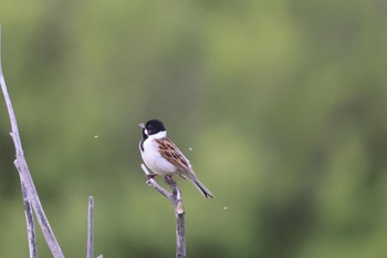 Wed, 5/31/2023 Birding report at 札幌モエレ沼公園