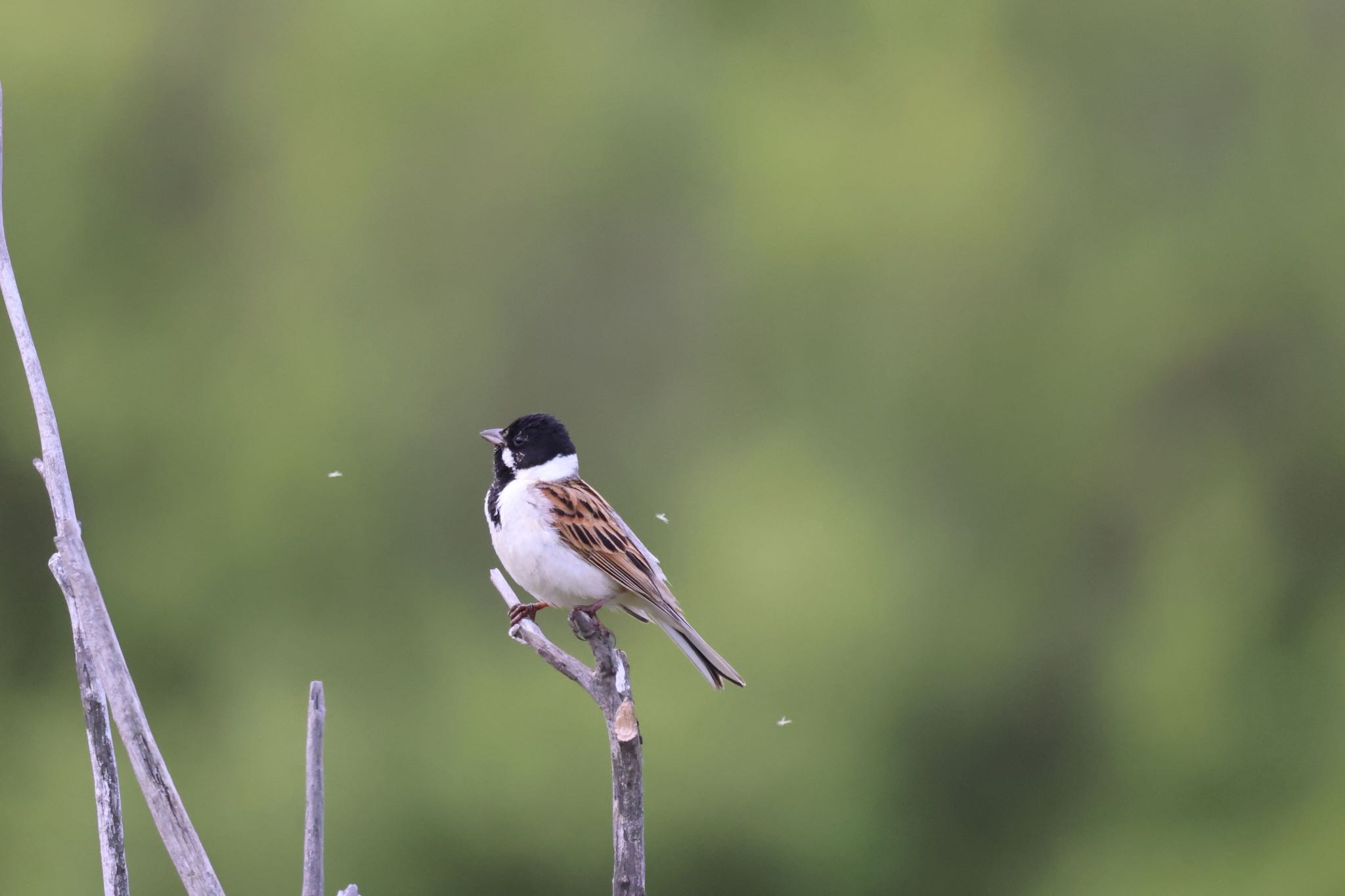 Photo of Common Reed Bunting at 札幌モエレ沼公園 by will 73