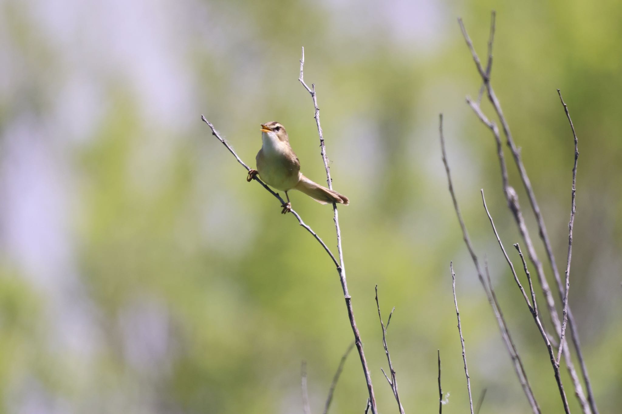 Black-browed Reed Warbler