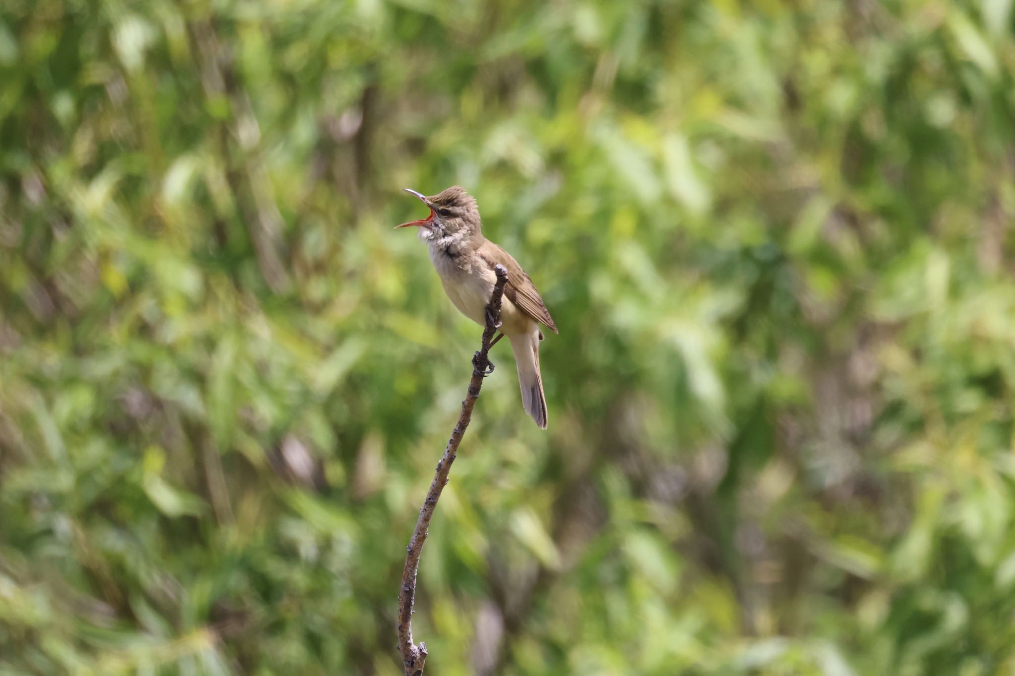 Oriental Reed Warbler