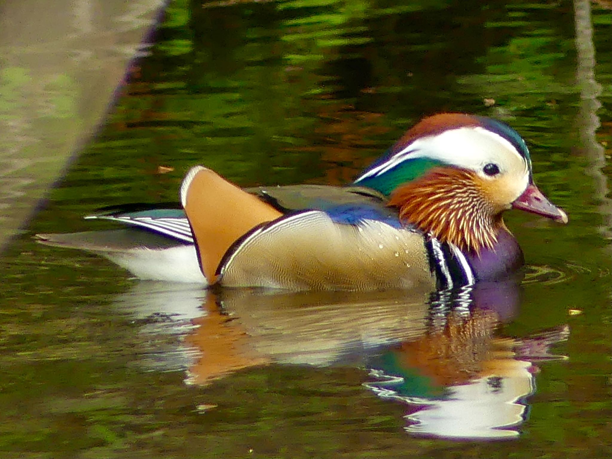 Mandarin Duck