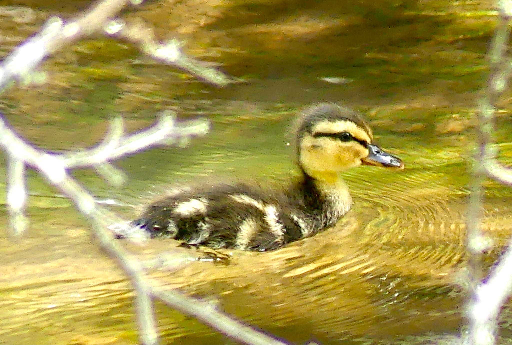 Mallard